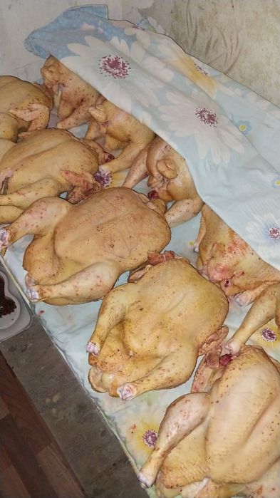 Домашние.    куры