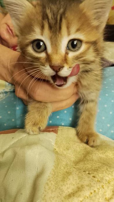 Отдадим котят в хорошие руки