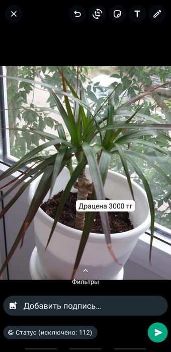 Үй гүлдері 2000 тг