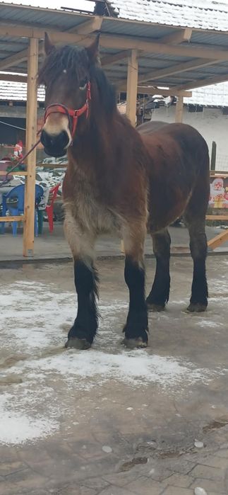 Vând mânză de 2 ani