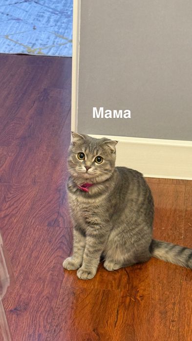 Котята Scottish Fold & Scottish Straight | Бронь