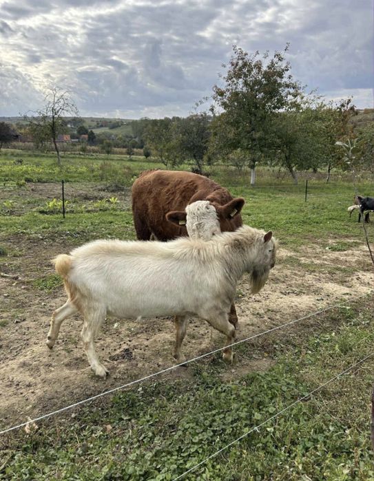 Vând un țap saanen și 2 capre