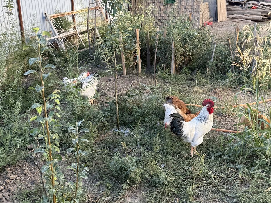 Куры домашние  продам