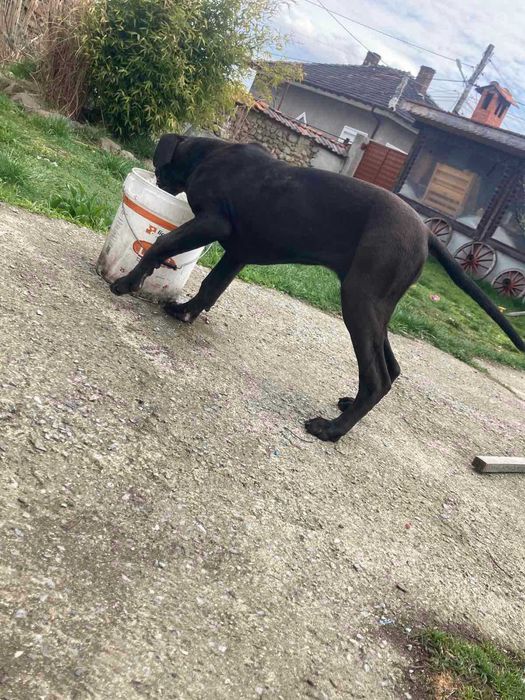 Немски дог продавам