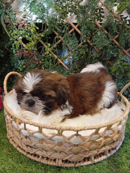 Shih tzu forte frumosi