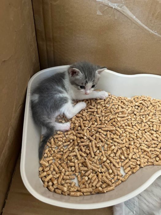 Отдам котят в добрые руки