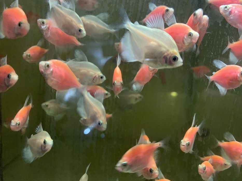 Аквариумни рибки-Анцитруси,Гупи,Молинези