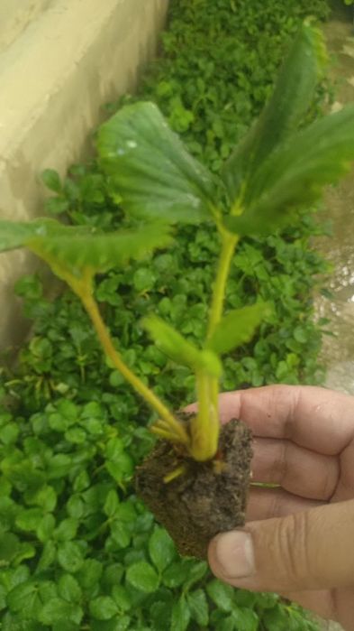 кулпиной клубника