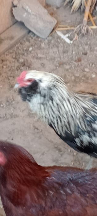 Vând familie rasa Marans 2+1si un cocoș Araucan toate din anul 2025