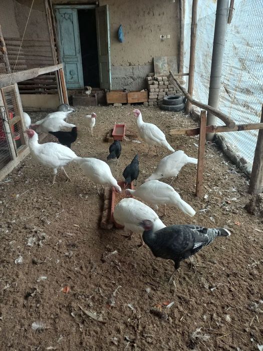 Индук Сотилади Мошный