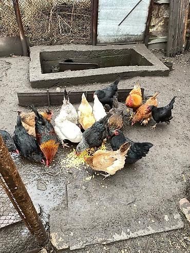 Продам кур и петухов
