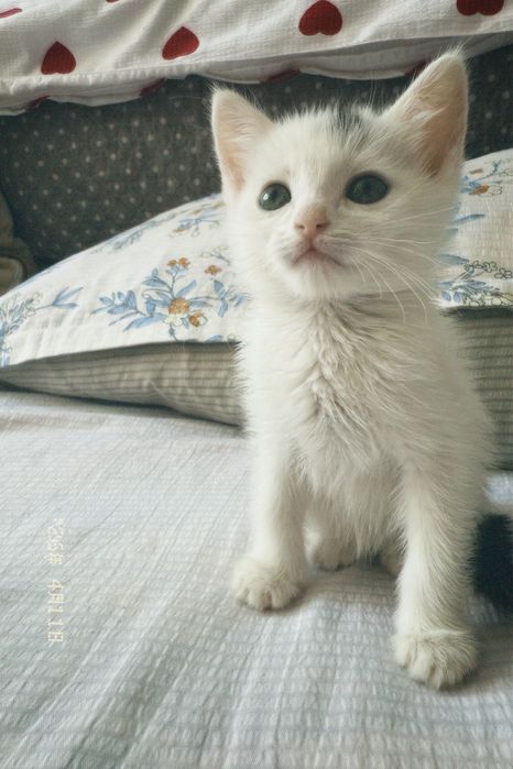 Отдам котенка бесплатно