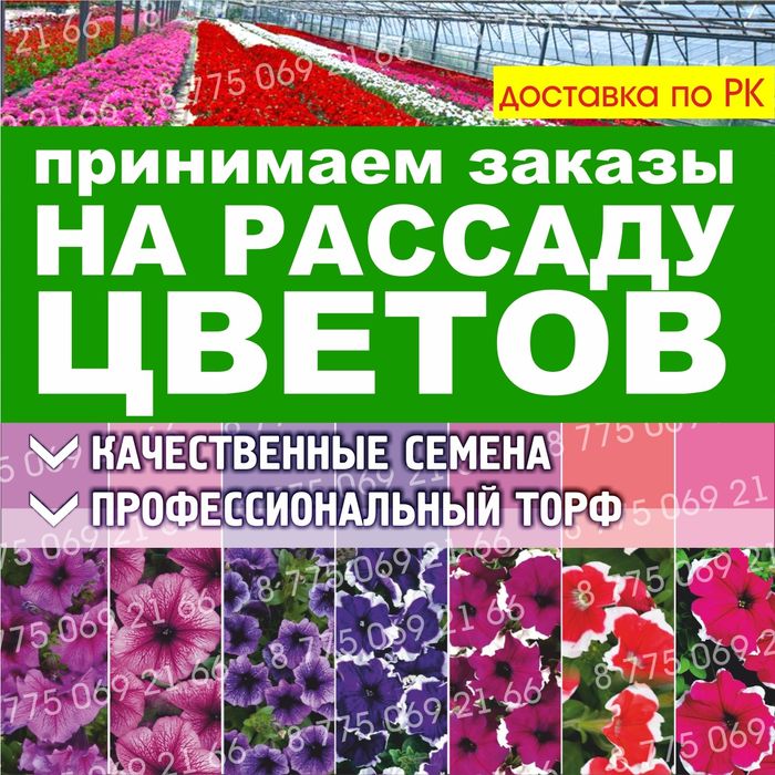 Петуния рассада цветов