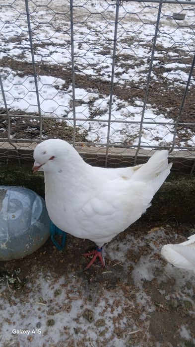 Am de vinzare 4porumbei kingi 2masculi modaini și 1 femela texan