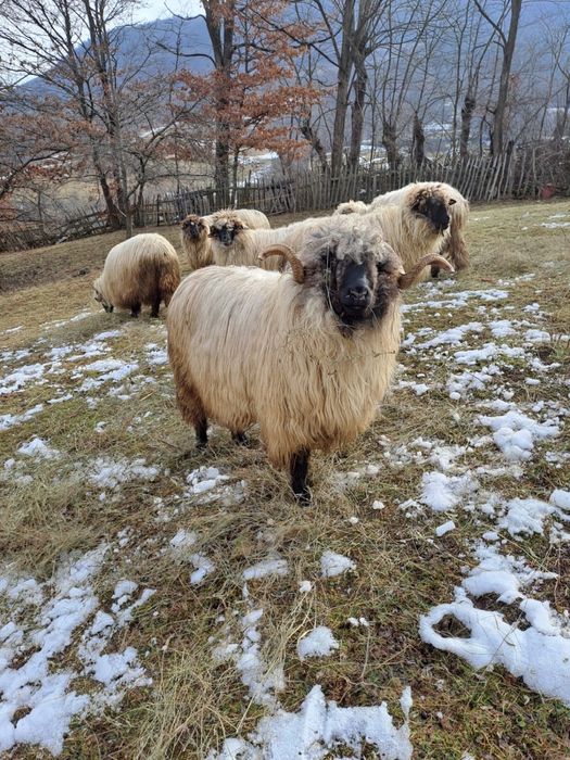 Berbec si noatim disponibil