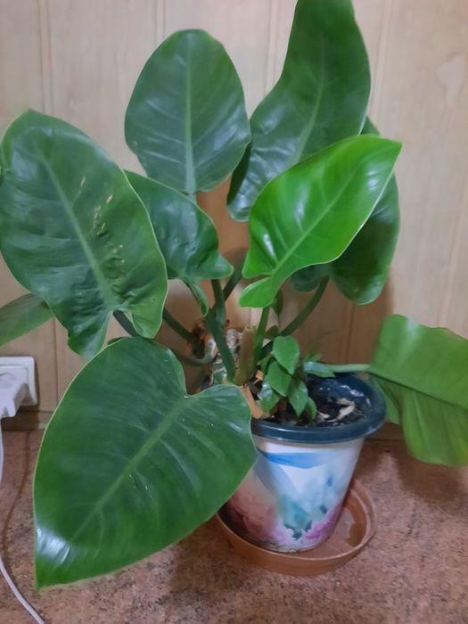 Продам Филодендрон