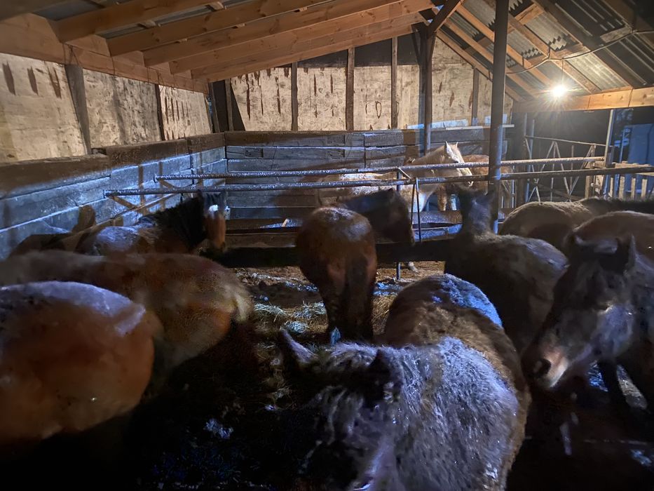 Продаётся мясо конина