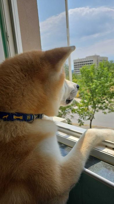 Акита Ину родословие и документи