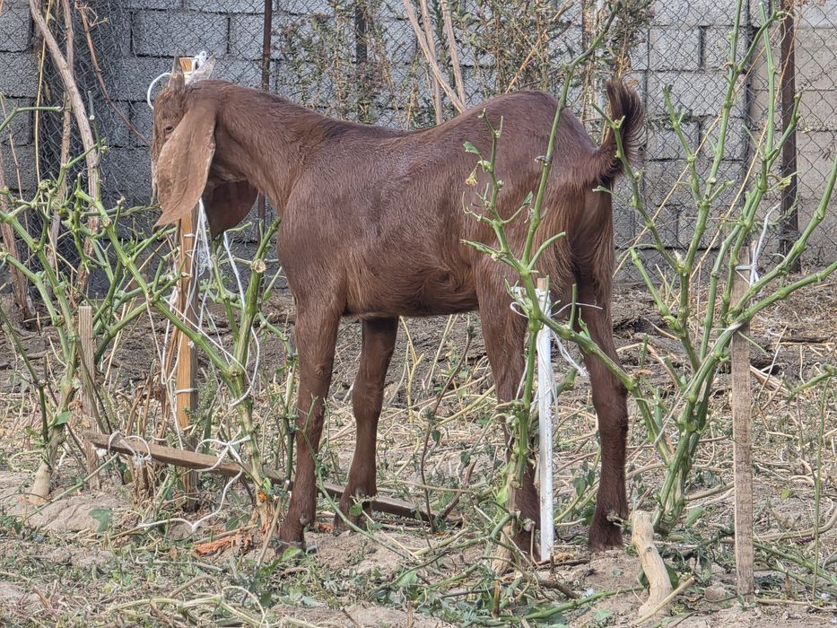 Теке лақ бес жарым айлық