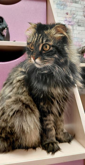 Отдадим кошку в хорошие руки!