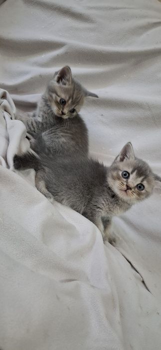 Замечательные котята шотландские