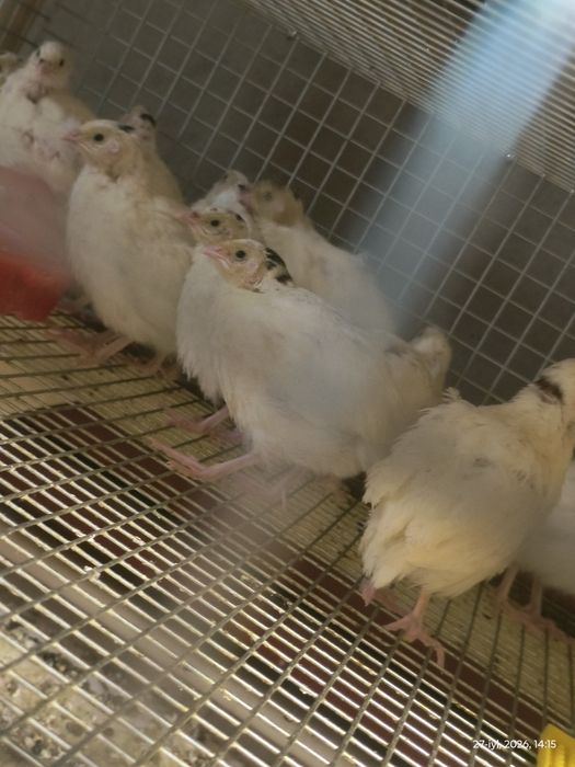 Tuhumga kirmagan bedanalar sotiladi
