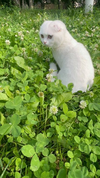 Шотландский вислоухий котик (Скоттиш-фолд), 8 месяцев. С документами