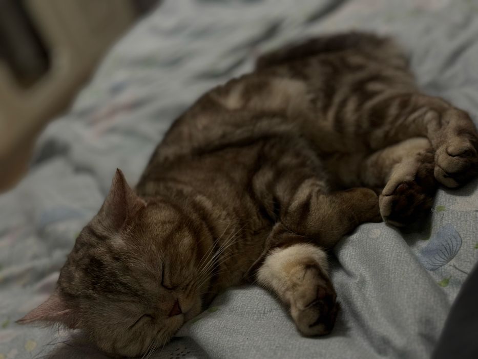 Кот в добрые руки