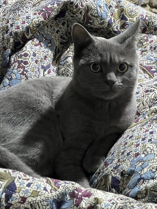 Scotish straight 100€