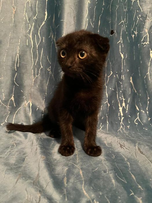 Мейн-кун/шотландская вселаухая