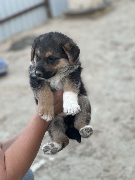 Щенки немецкая овчарка
