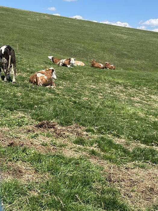 Vand lapte de vaca prospat