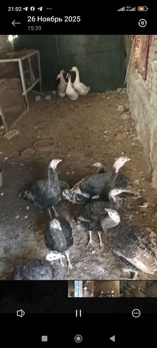 Куркалар сотилади