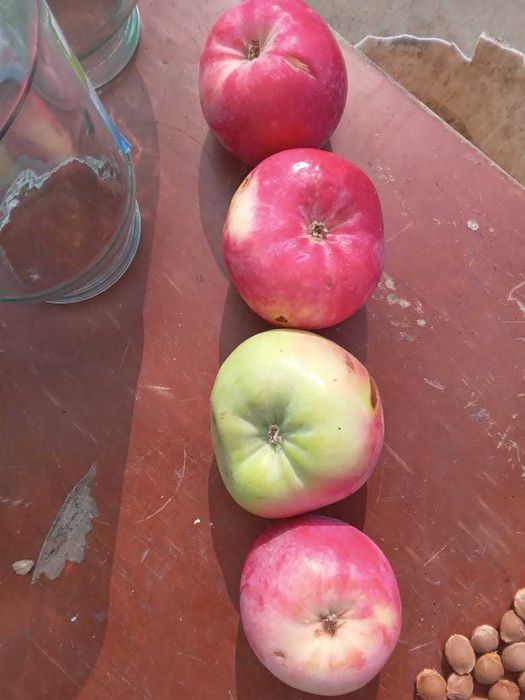 Белый налив "Яблоко"