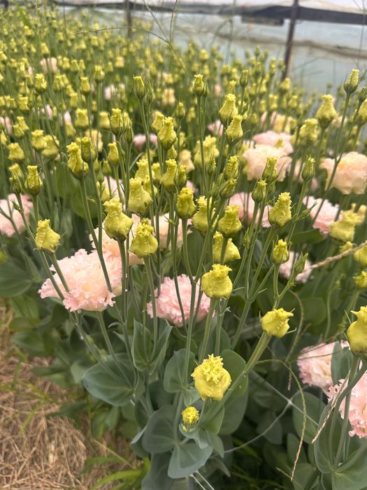 Lisianthus flori tăiate de vânzare
