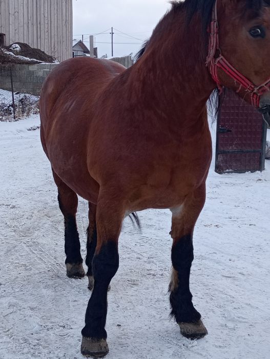 Vând iapa semi grea