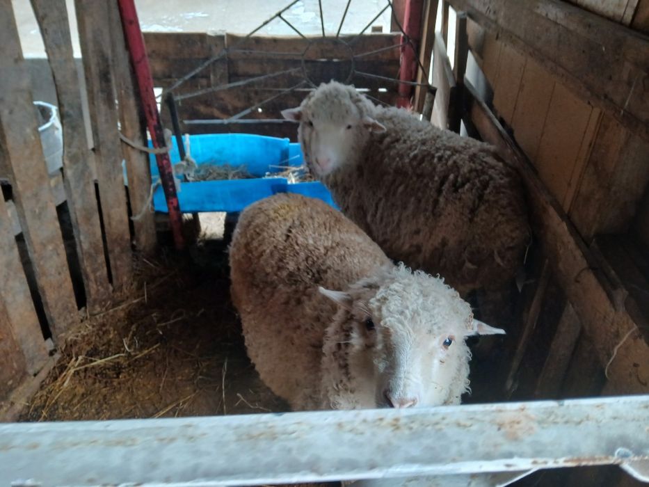 Продам баран жирные