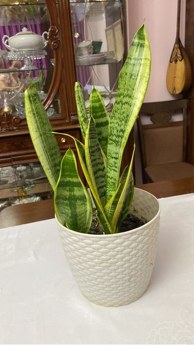 Комнатные кеприхотливые цветы