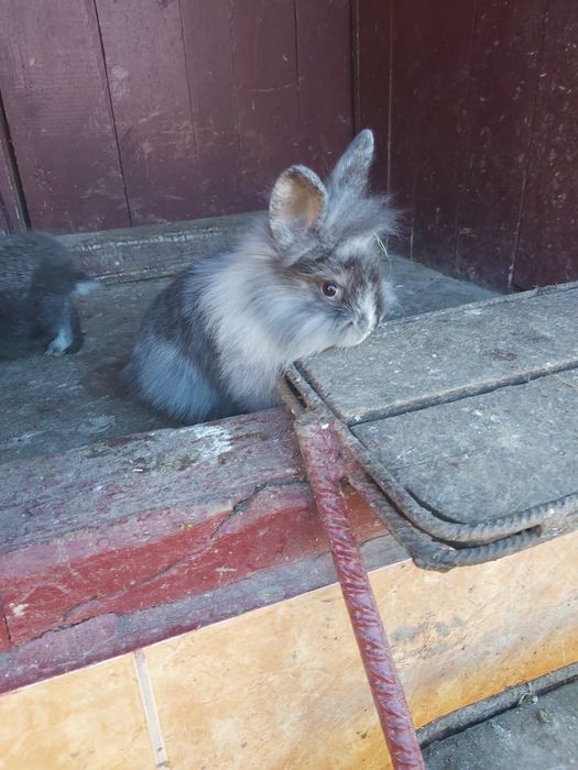 Vand iepurasi cap de leu