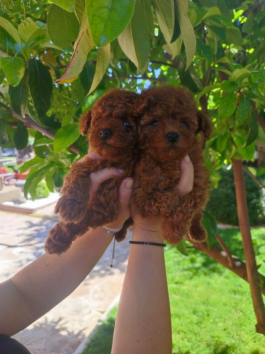 Пудел Той/Poodle Toy
