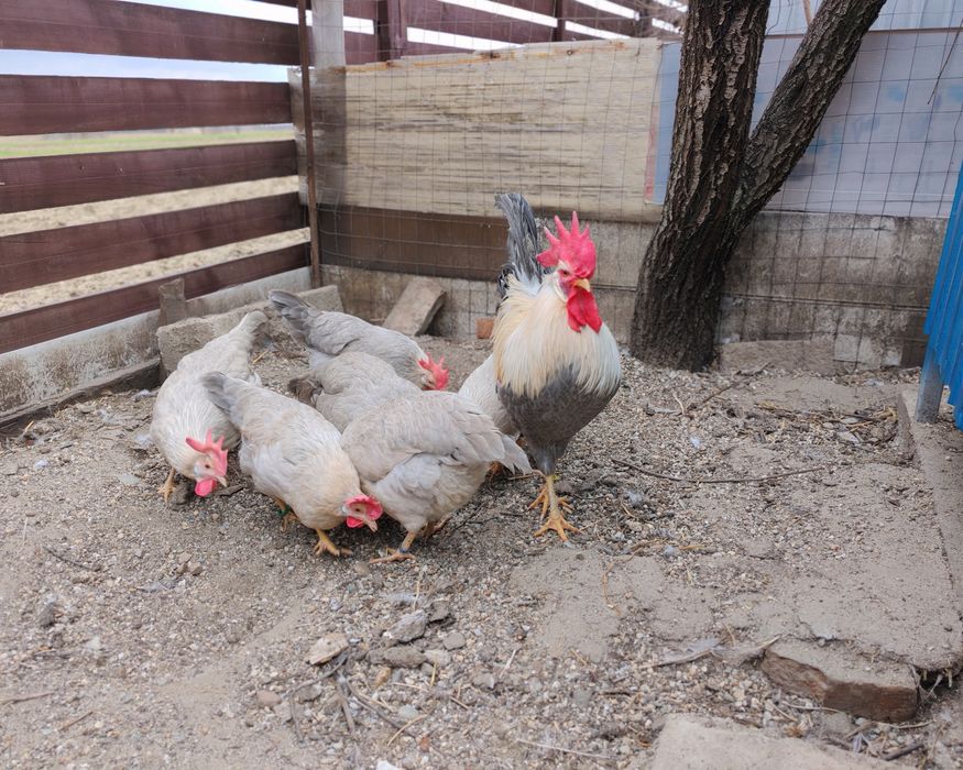 Ouă pt incubat italiana perlată