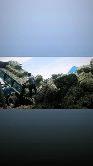 Жонышка Люцерна Шоп