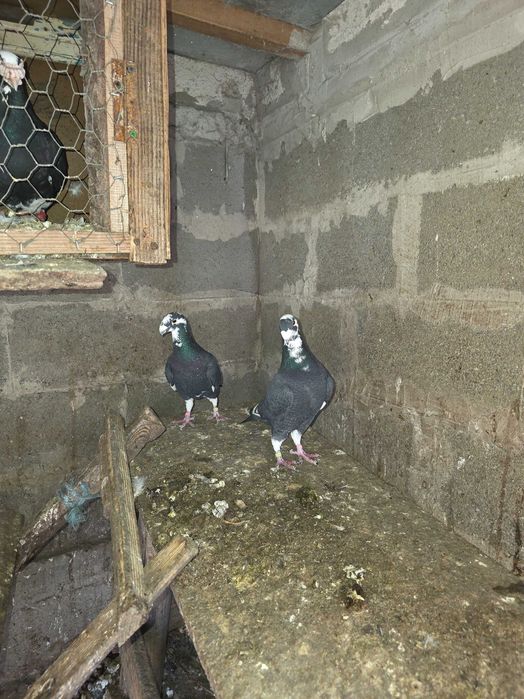 Porumbei de vânzare