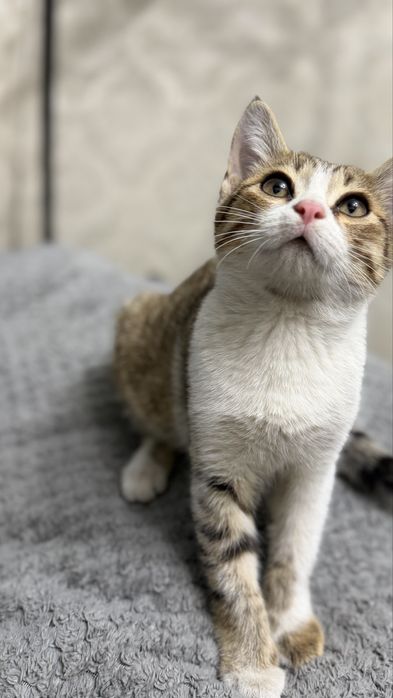 Котенок мальчик ищет дом