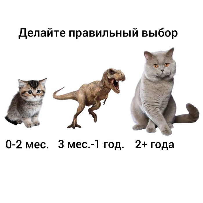 Кошки стерилизованные