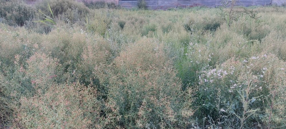 Жантақ шөп малы бар адамдарға