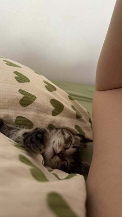 котик маленький красивый