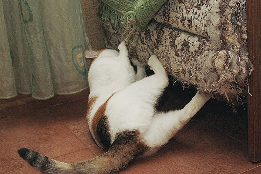Отдам кота ради бога