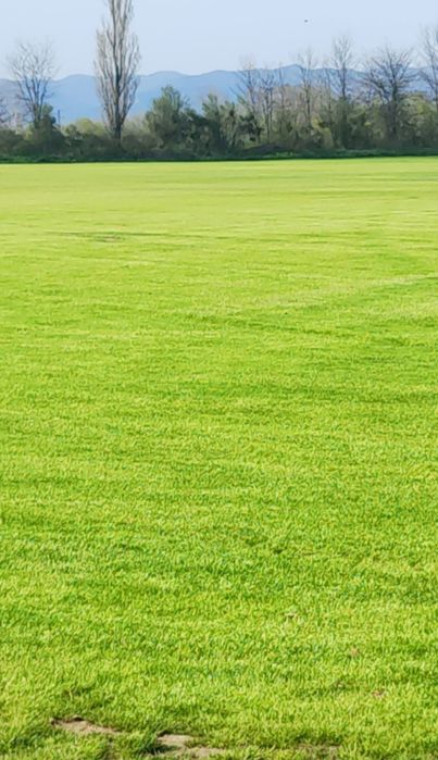 Чимове( полагане и продаване)