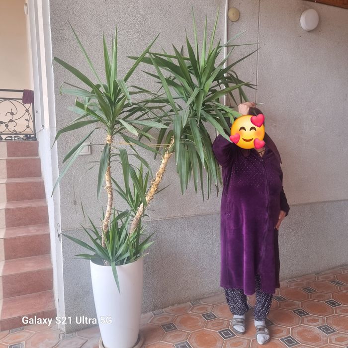 Palma yukka ofisniy gul 500ming